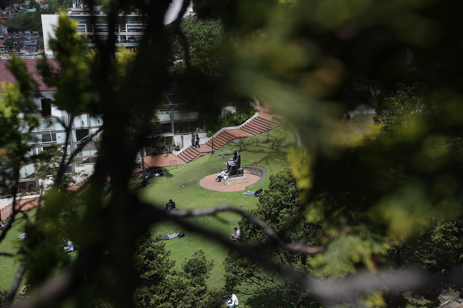 Fotografía follaje de árboles en el prado el bobo